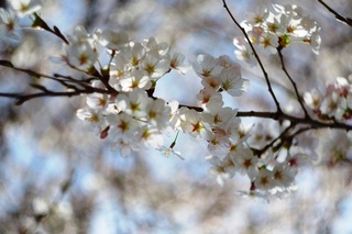 上藤沢中　桜１.JPG