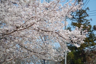 上藤沢中　桜２.JPG