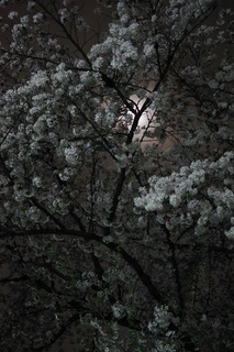 夜桜１.JPG