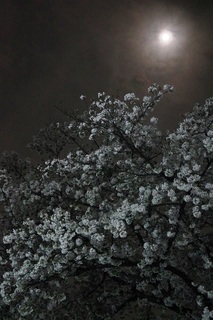 夜桜２.JPG