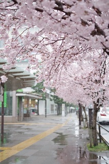 東村山駅桜.JPG