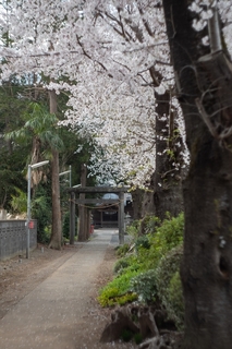 林神社_2171_R.jpg